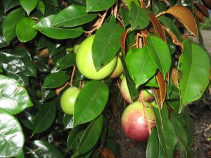 10 loại cây ăn quả giúp nông dân thu tiền tỷ