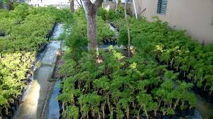 cách trồng cây đinh lăng từ cành