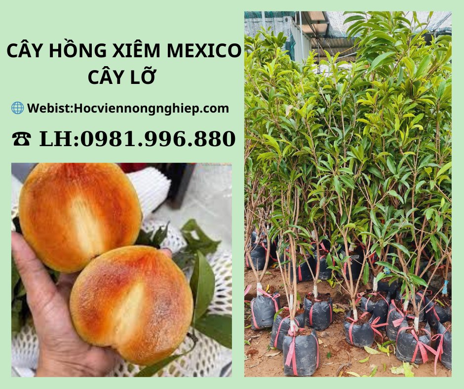 hong-xiem-mexico-1