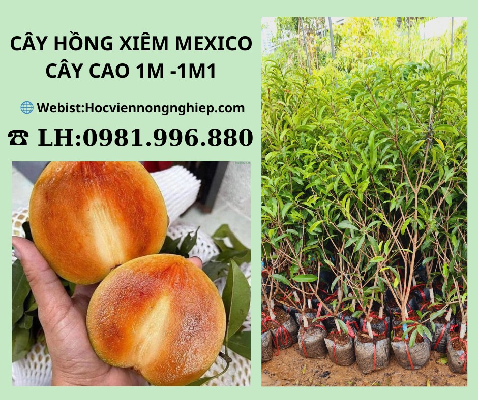 hong-xiem-mexico-6